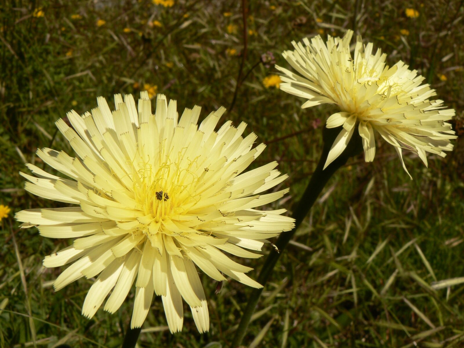 Panasonic DMC-FZ7 sample photo. Flower, nature, flora photography