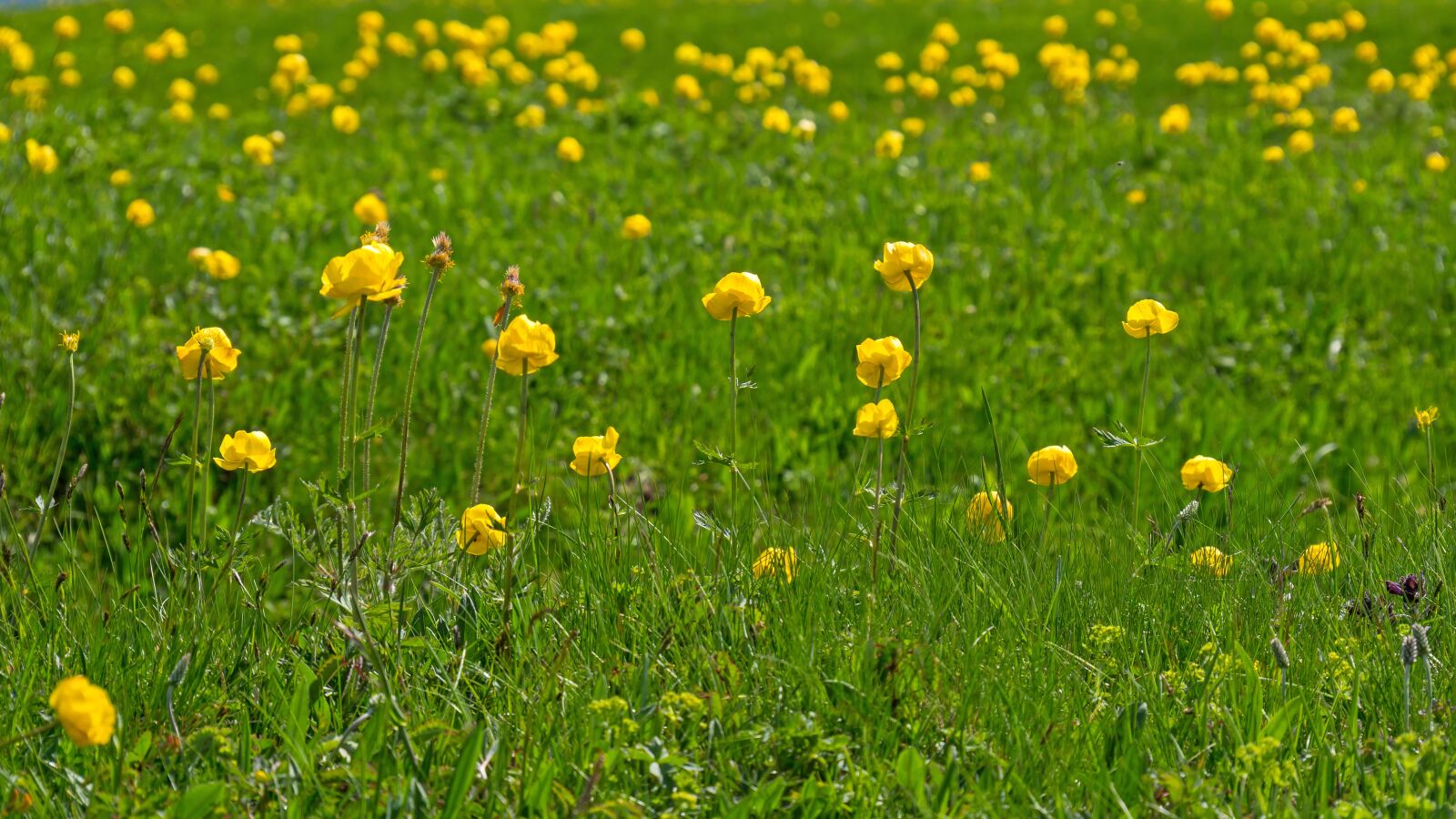 Panasonic Lumix DC-G9 sample photo. Globe flower, buttercup, gold photography