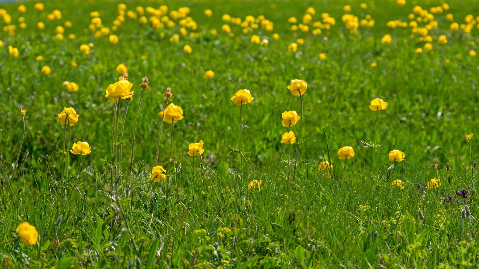 Panasonic Lumix DC-G9 + LUMIX G VARIO 12-60/F3.5-5.6 sample photo. Globe flower, buttercup, gold photography