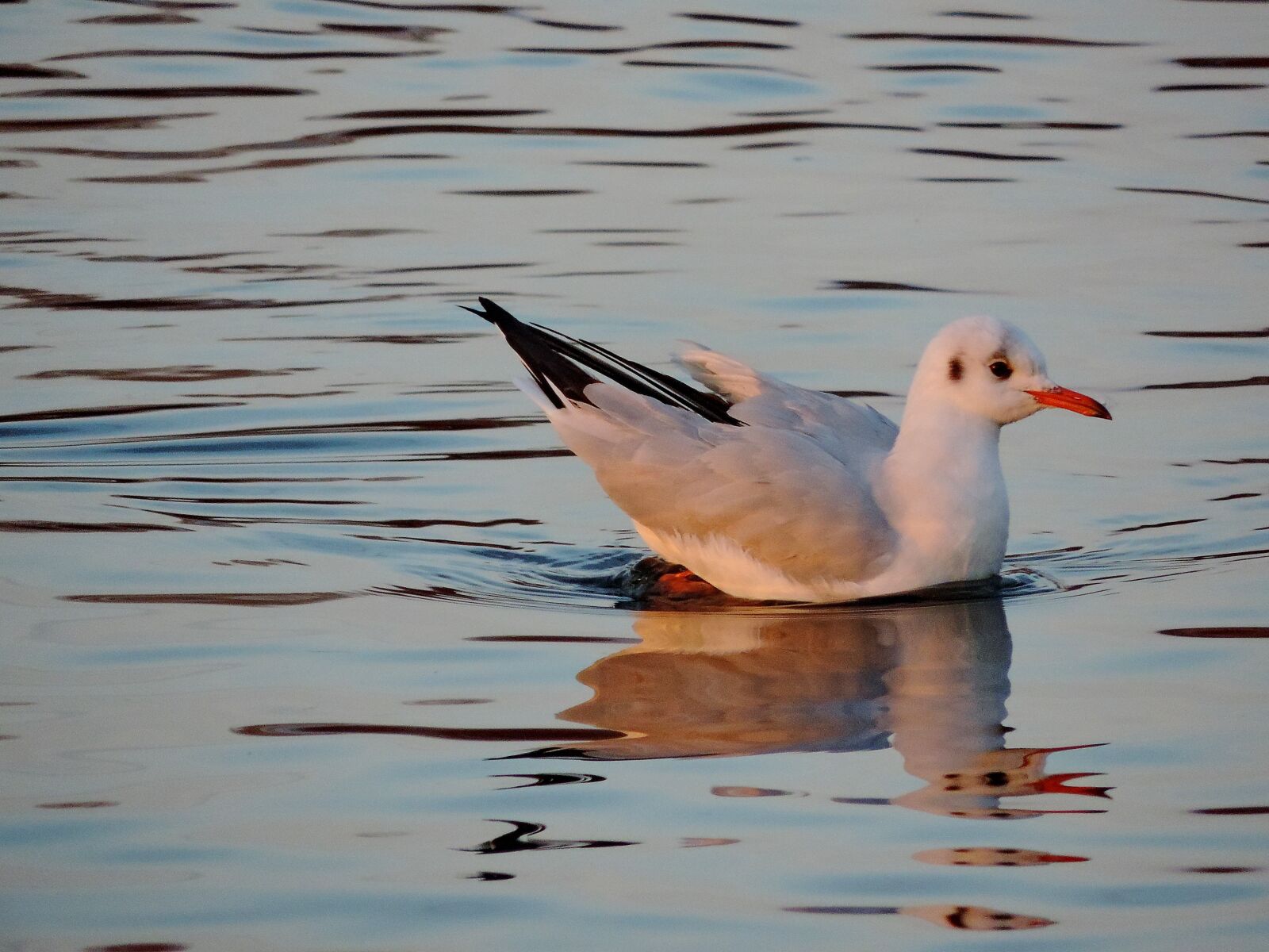 Nikon Coolpix P520 sample photo. Feather, seabird, wildlife, bird photography