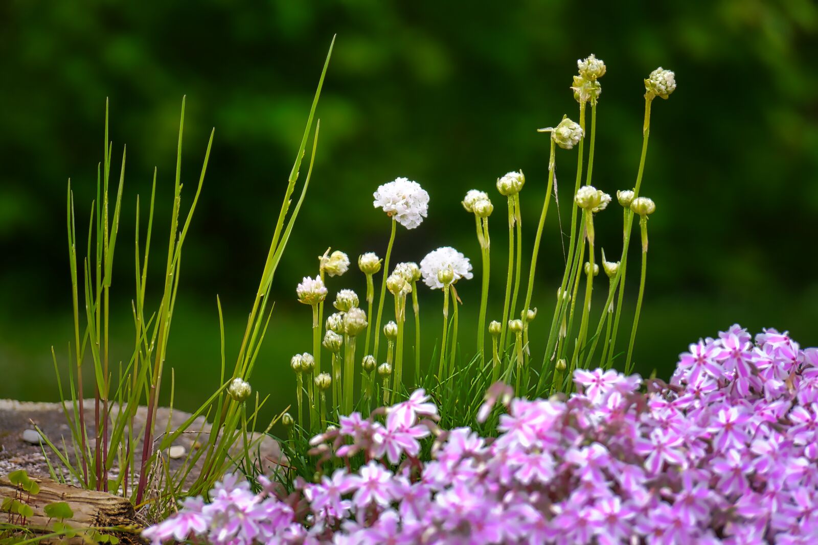 Panasonic Lumix DMC-G5 sample photo. Flower, nature, plant photography