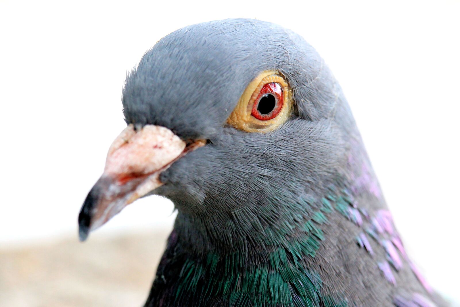 Canon EF-S 55-250mm F4-5.6 IS STM sample photo. Dove, bird, animal photography