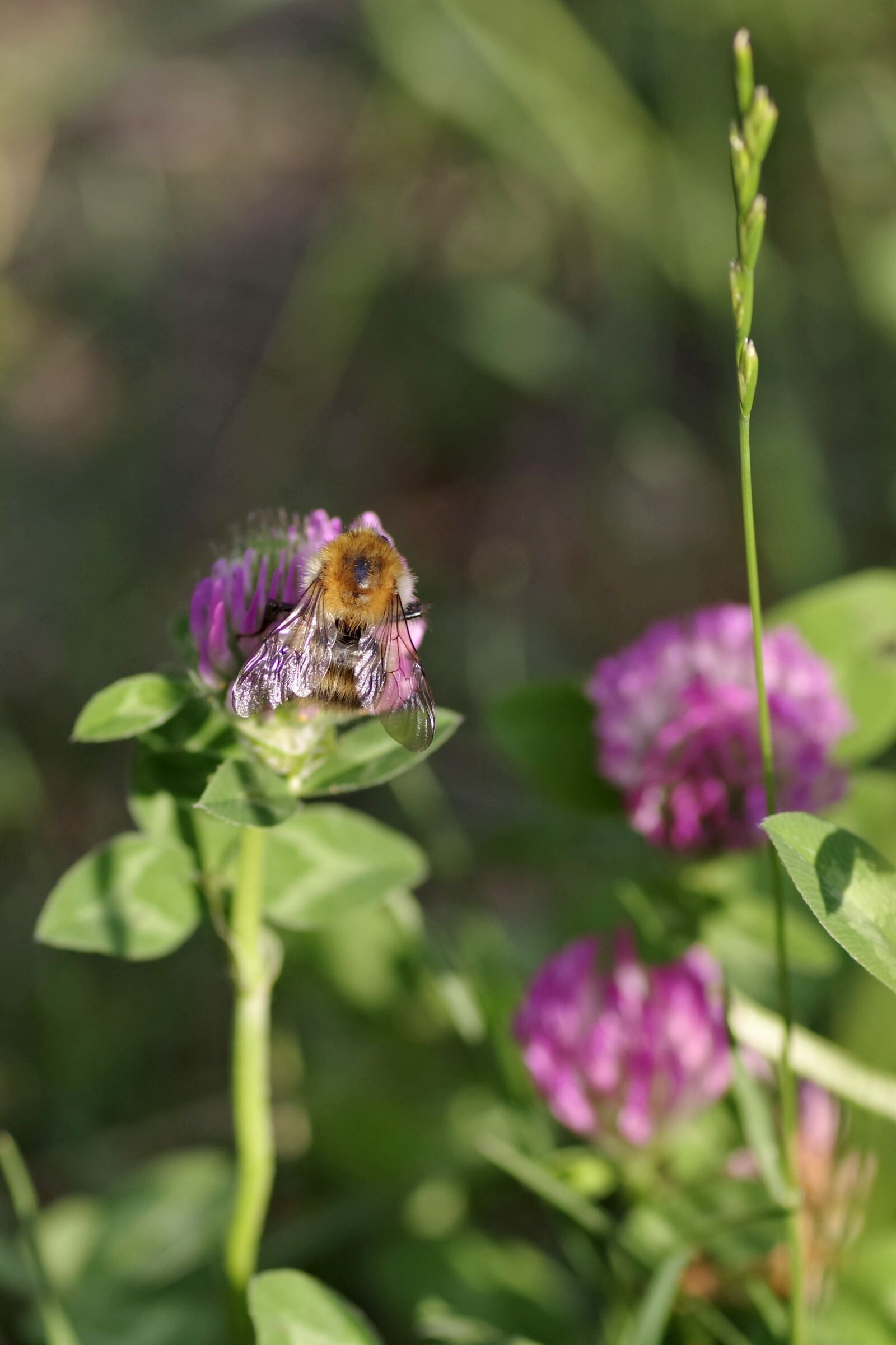 Pentax K-S2 sample photo. Clover, red, blue photography