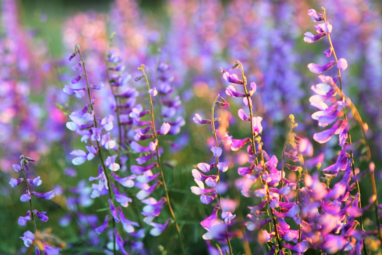 Canon EOS 5D Mark III sample photo. Flower, clover, nature photography