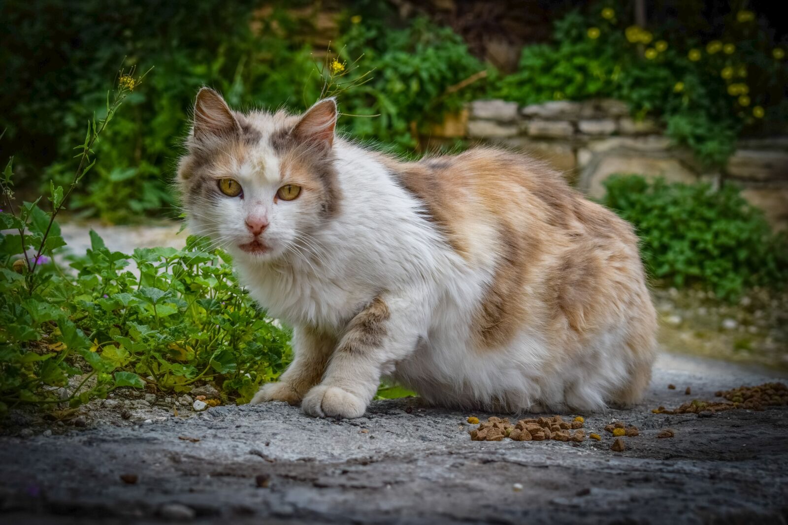 Nikon D3300 sample photo. Cat, stray, street photography