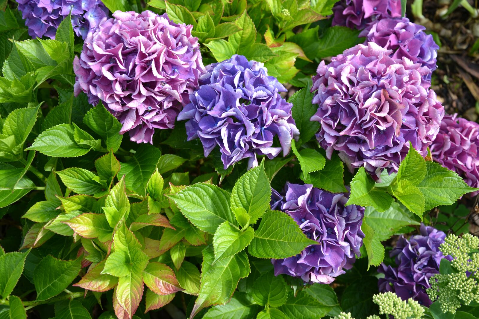Nikon D3100 sample photo. Hydrangea, purple, green photography