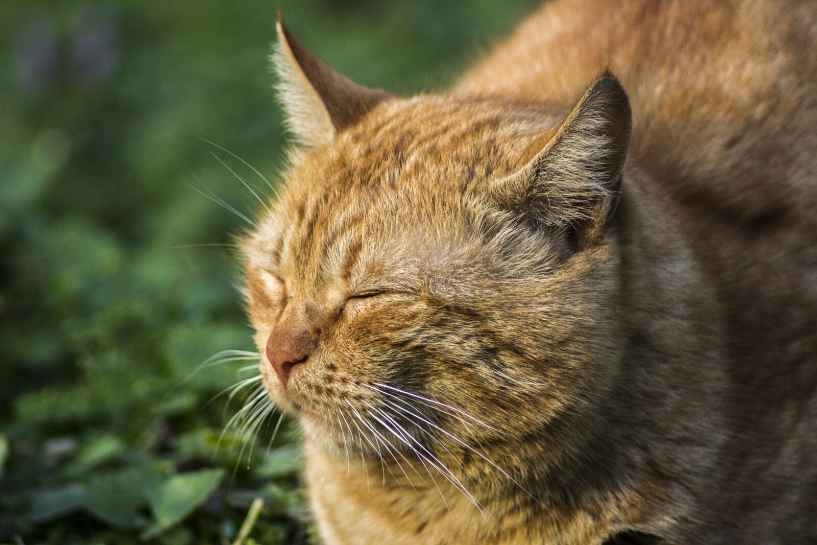 Canon EOS 1200D (EOS Rebel T5 / EOS Kiss X70 / EOS Hi) sample photo. Yellow cat, cat, animal photography
