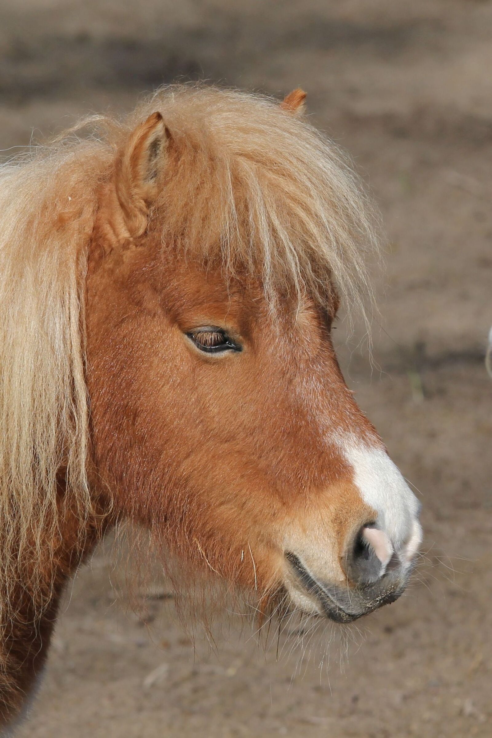 Canon EOS 60D + Canon EF 70-200mm F4L IS USM sample photo. Pony, portrait, animal photography