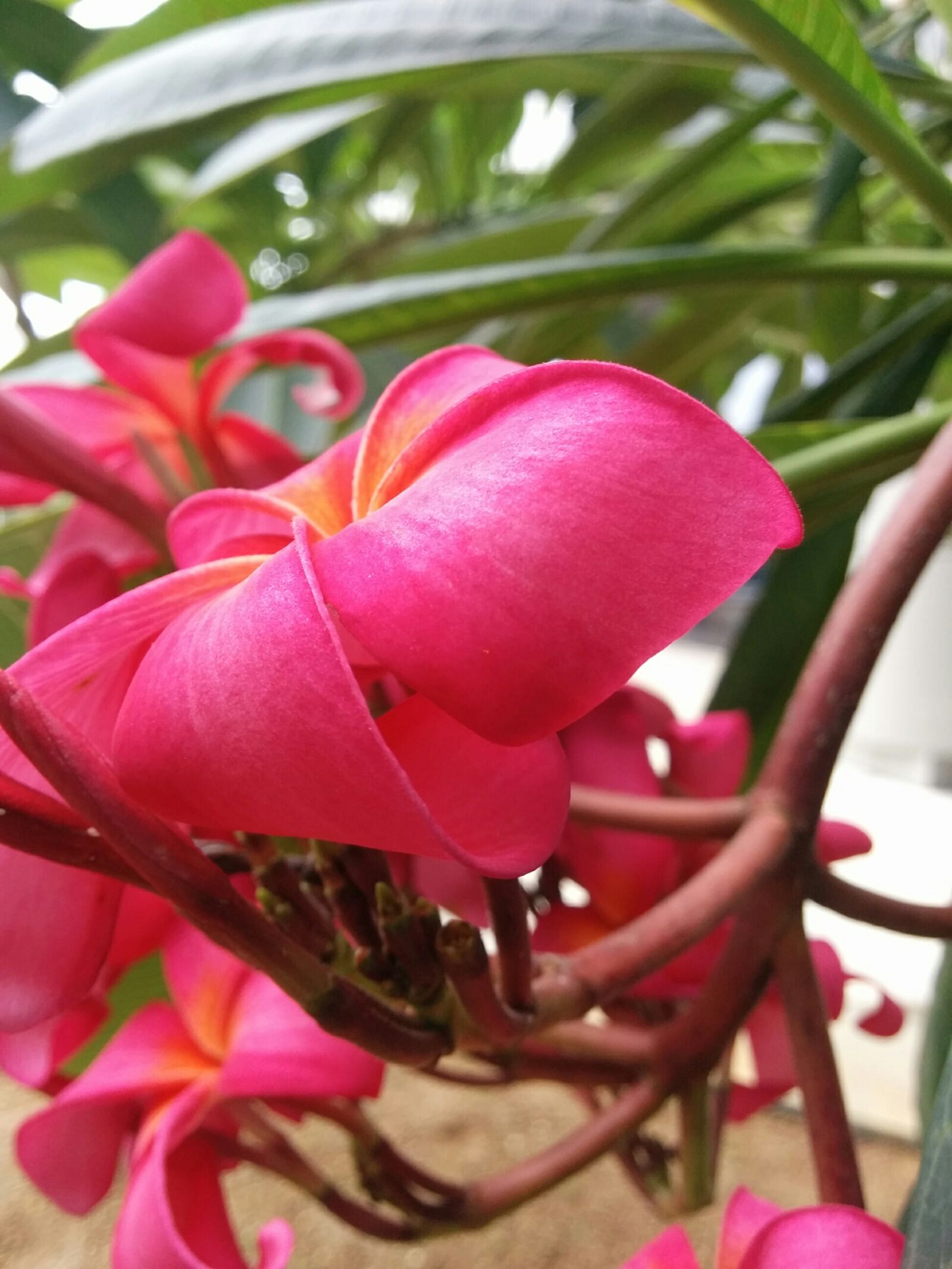 LG Nexus 5 sample photo. Flower photography