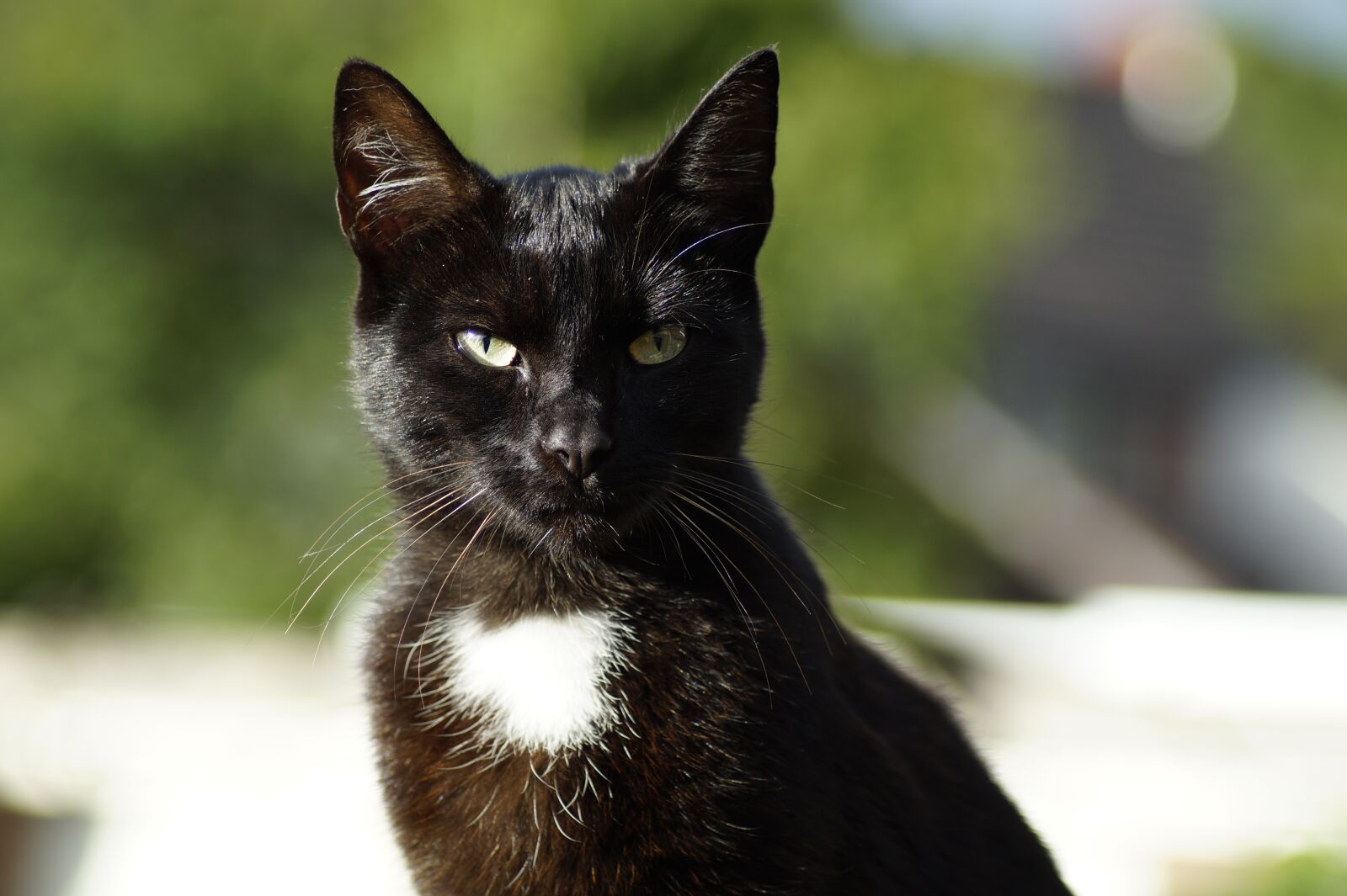 Sony SLT-A58 sample photo. Cat, animal, pet photography