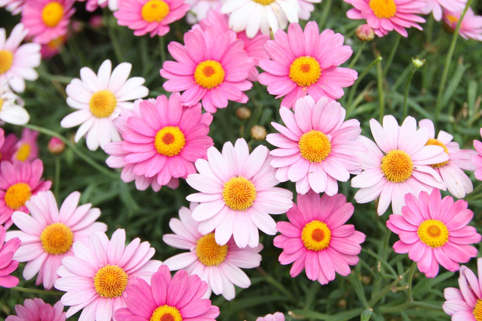 Canon EOS 500D (EOS Rebel T1i / EOS Kiss X3) sample photo. Flowers, mageritten, flower meadow photography