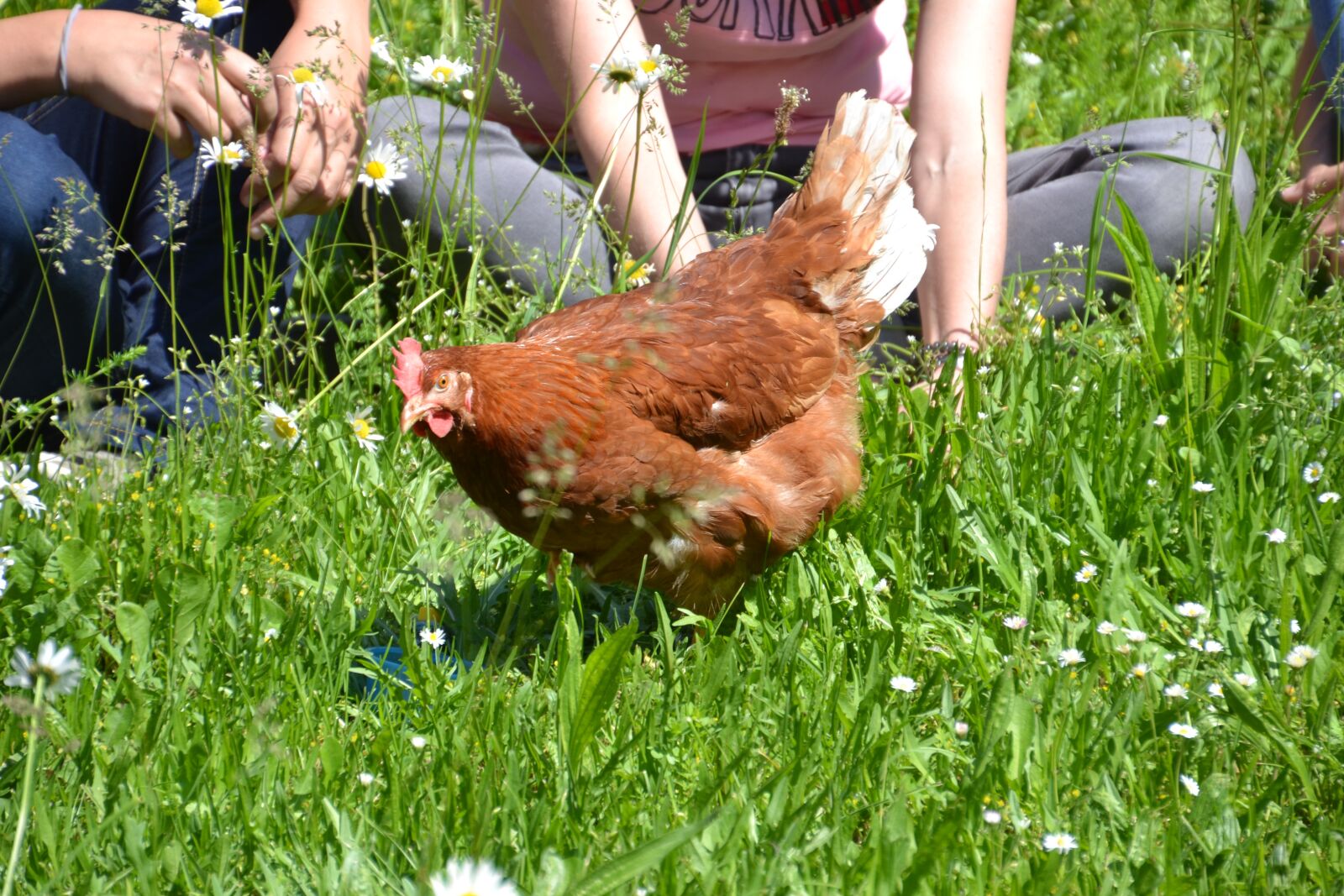 Nikon D3100 sample photo. Chicken, hen, laying hens photography