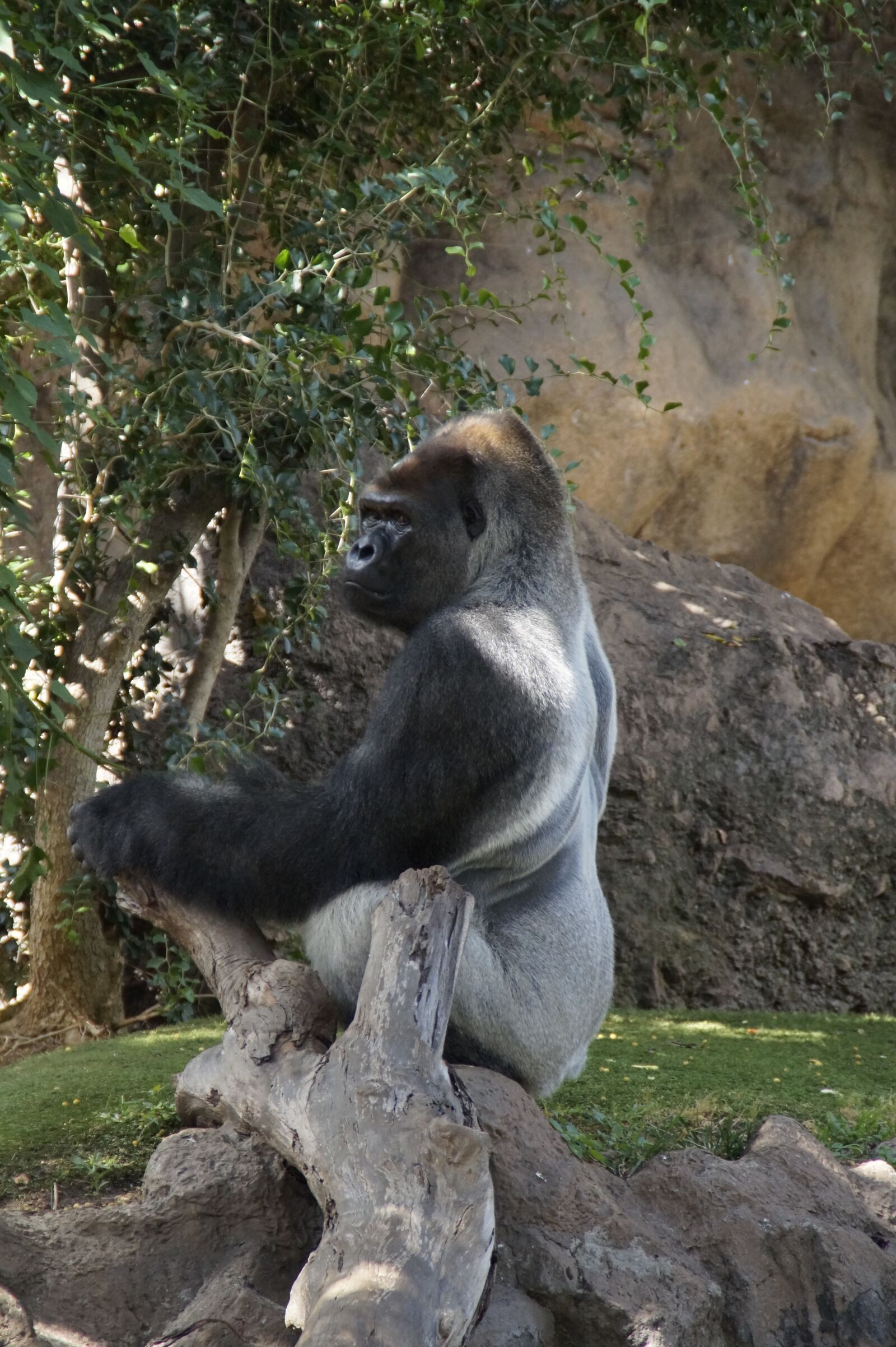 Sony SLT-A58 sample photo. Gorilla, males, a male photography