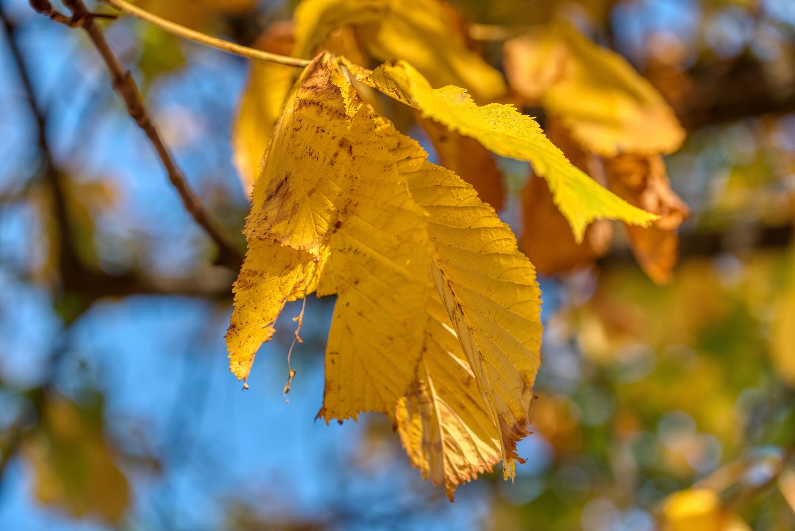 Nikon D750 sample photo. Tree, autumn, season photography