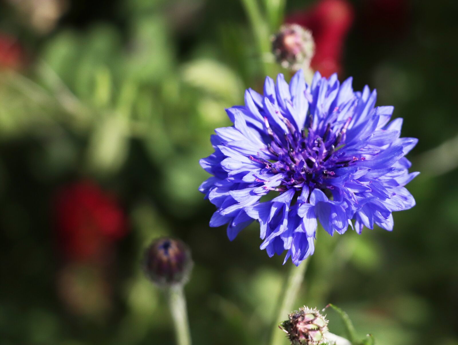 Canon EOS 77D (EOS 9000D / EOS 770D) sample photo. Kronblume, blue, nature photography