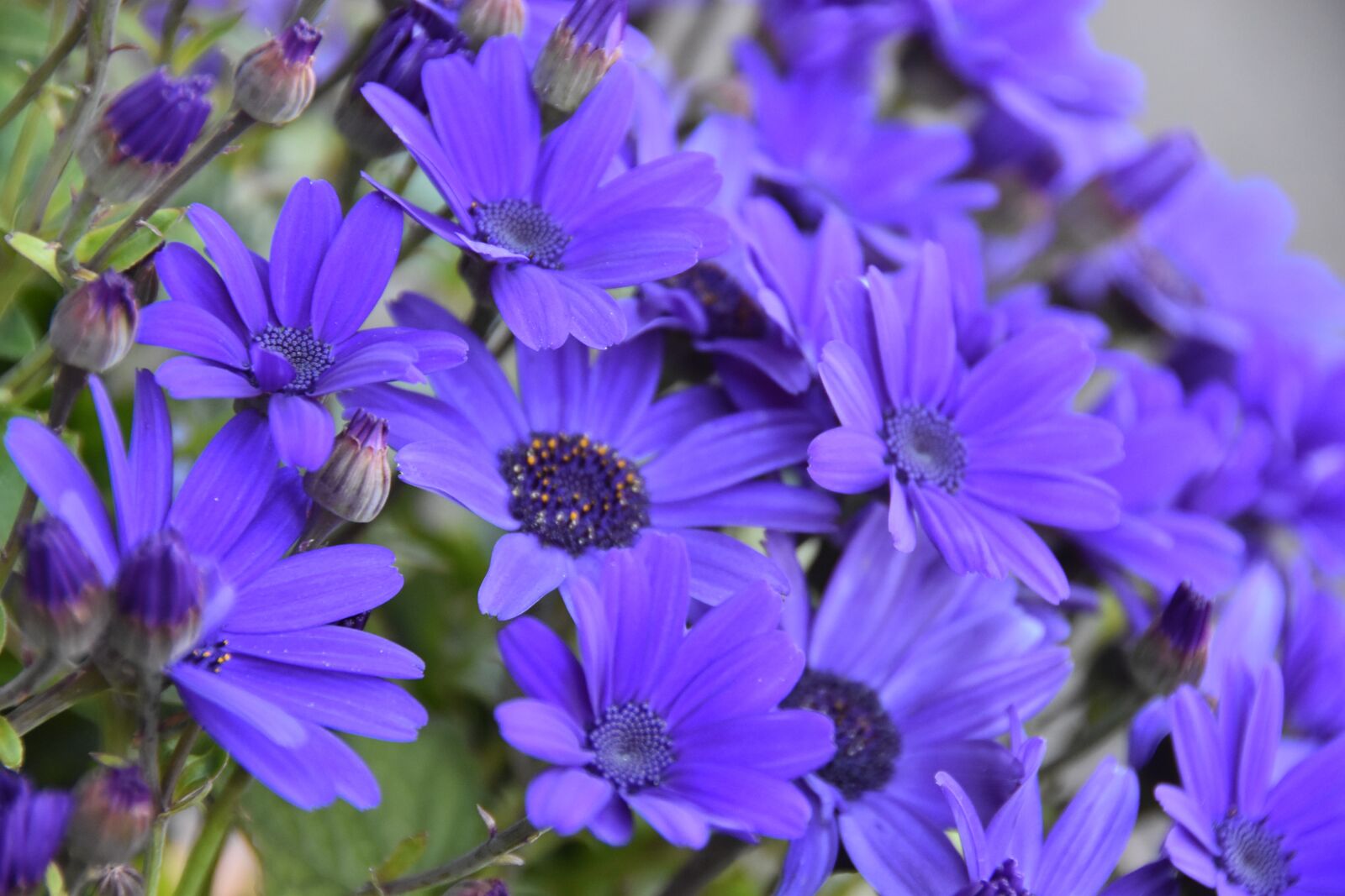 Nikon D5500 sample photo. Flower, flora, nature photography