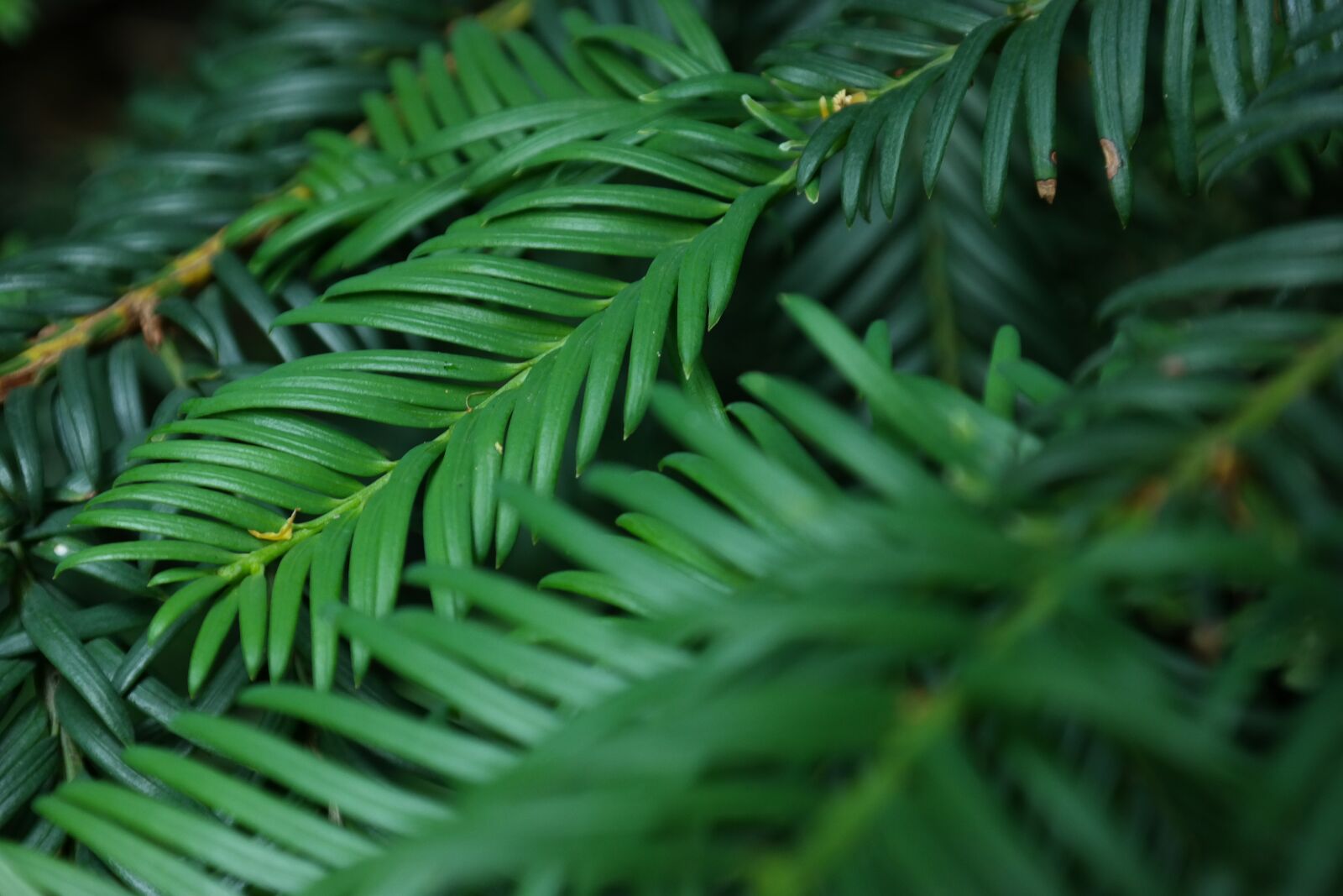 Samsung NX300 sample photo. Rate, green, coniferous trees photography