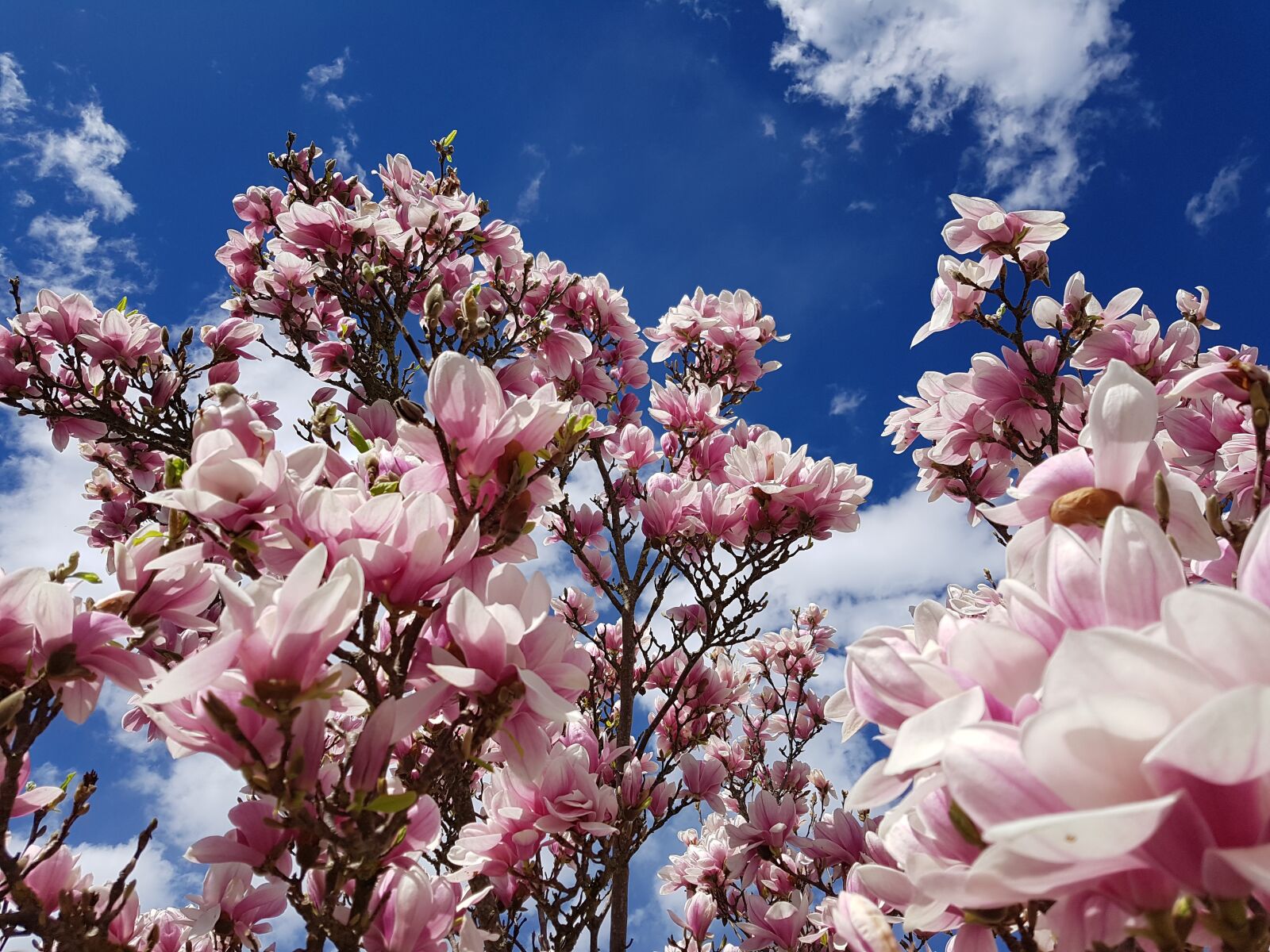Samsung Galaxy S7 Edge sample photo. Magnolia, blossom, bloom photography
