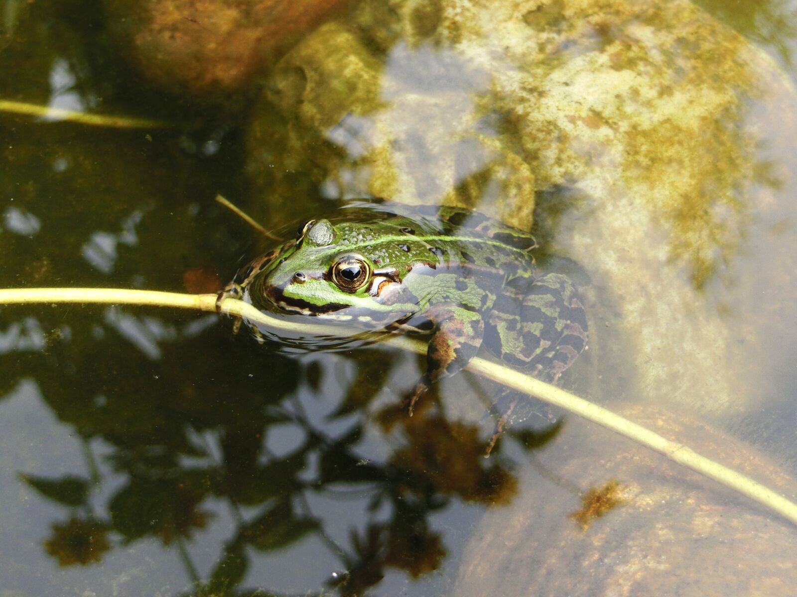 CASIO EX-ZR750 sample photo. Frog, water, green photography