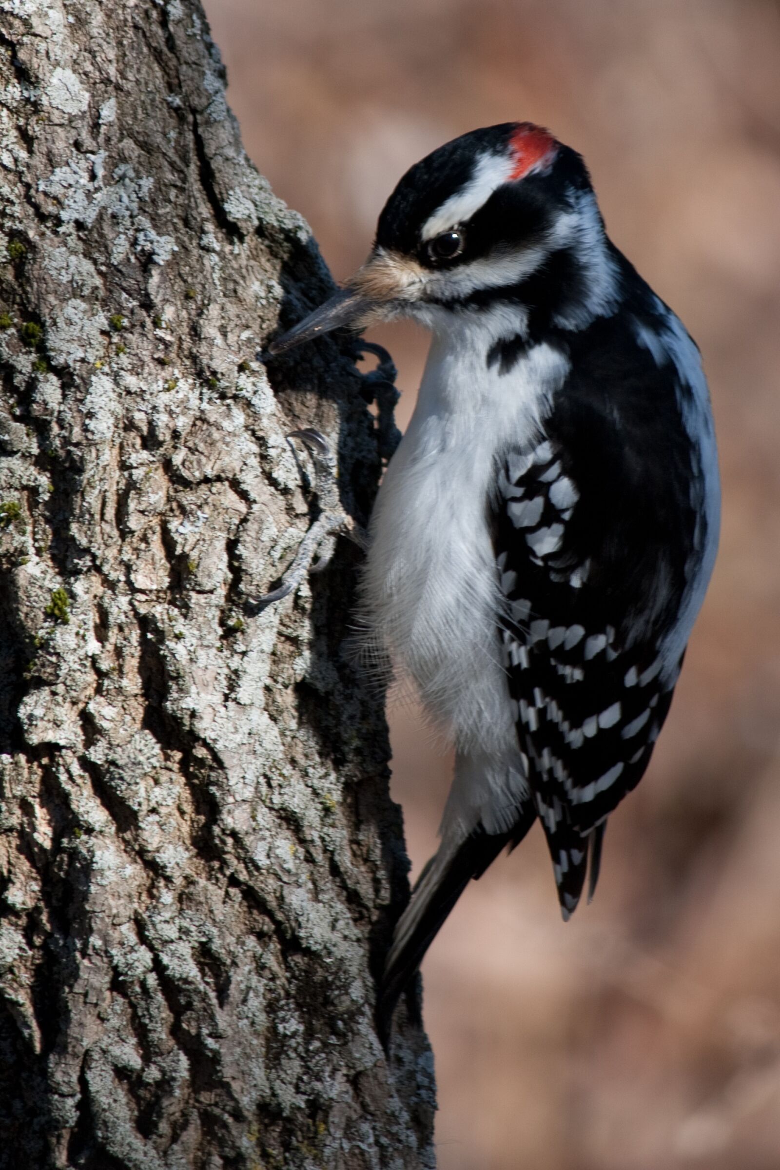 Canon EOS 450D (EOS Rebel XSi / EOS Kiss X2) sample photo. Woodpecker, bird, nature photography