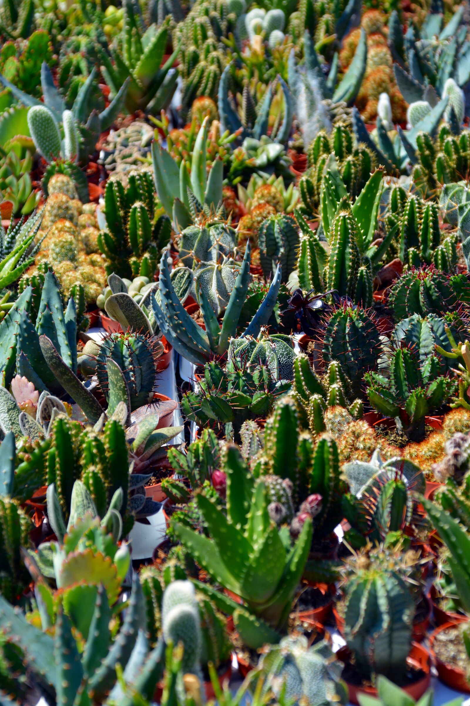 Nikon D5200 sample photo. Cactus, sokkulenten, plants green photography