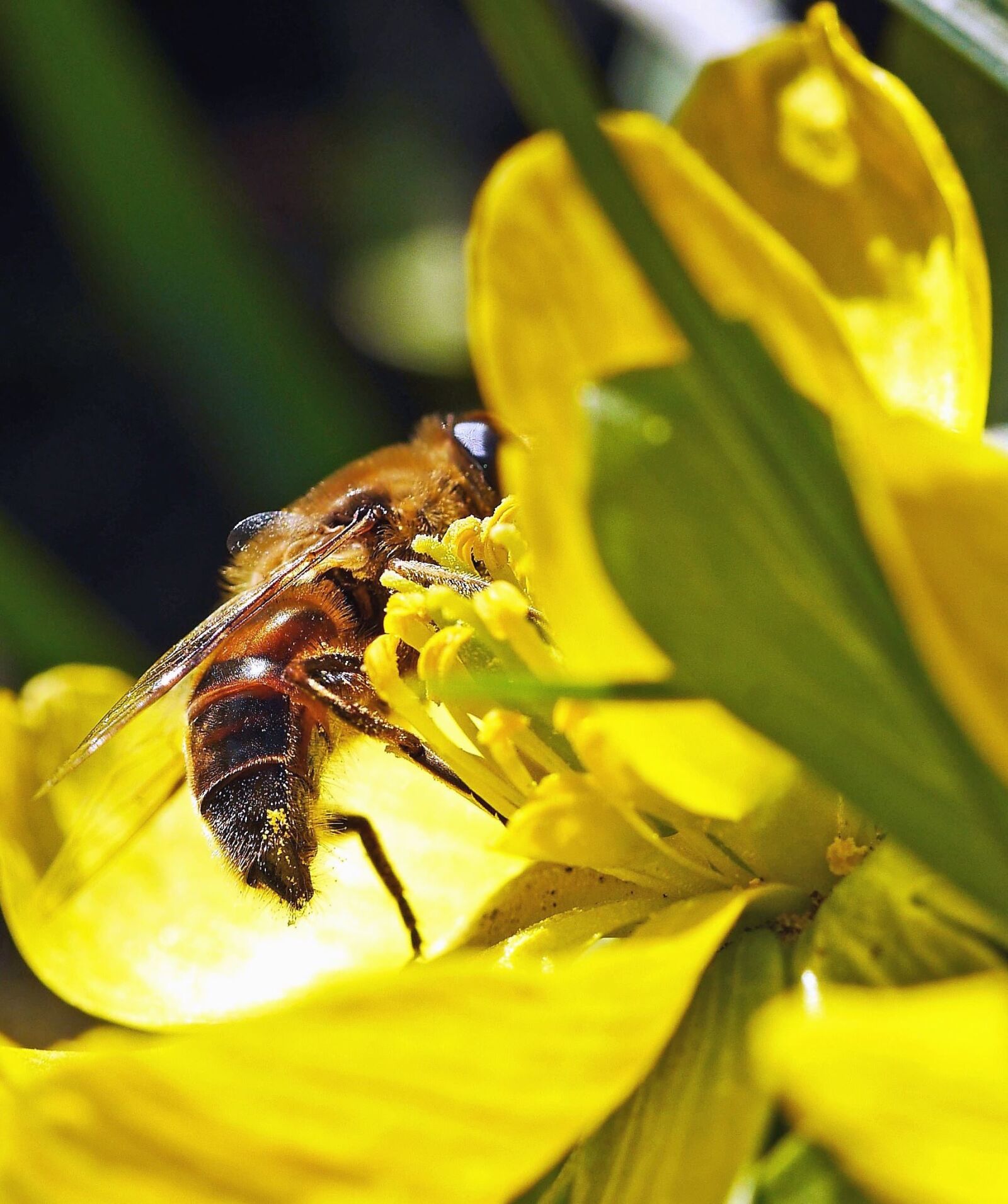 Panasonic Lumix DMC-GH3 sample photo. Bee, insect, pollen, nectar photography
