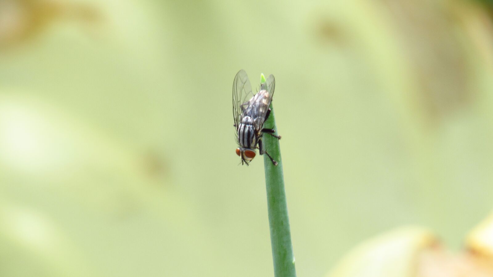 Canon PowerShot SX520 HS sample photo. Fly, insect, fly the photography