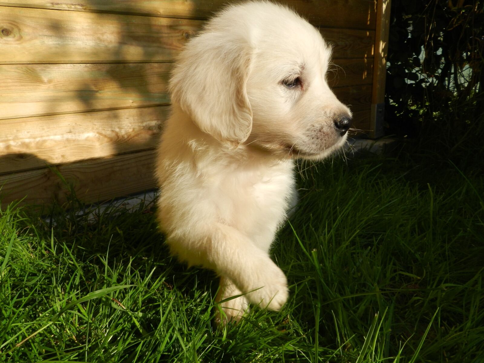 Nikon Coolpix P500 sample photo. Puppy, dog, golden photography