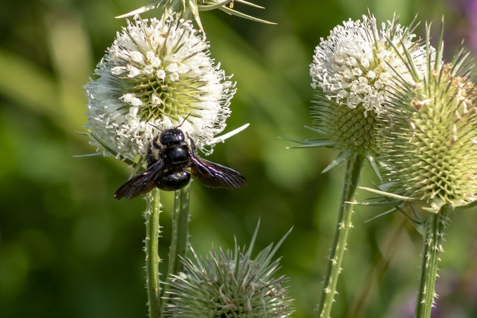 Canon EF75-300mm f/4-5.6 sample photo. Wildflower, stalk, szam rk photography