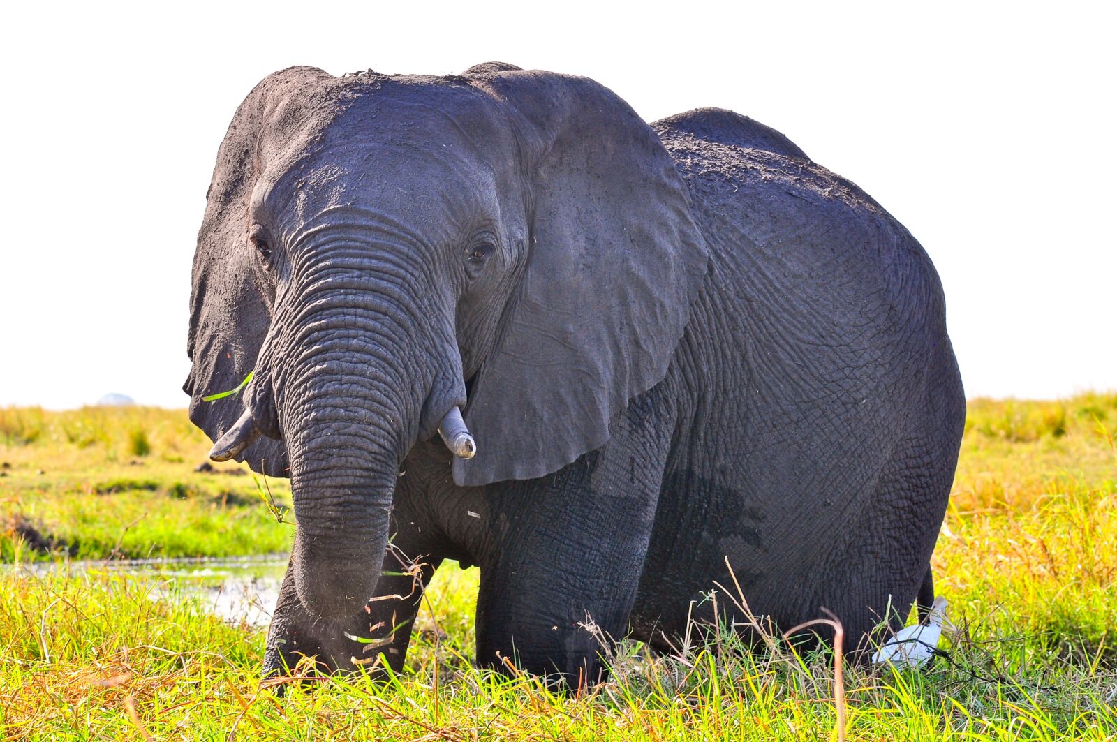 Nikon D90 sample photo. Elephant, wildlife, mammal photography