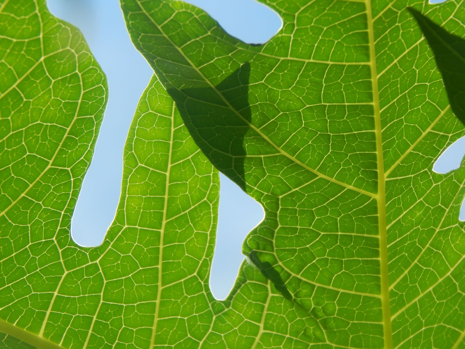Nikon Coolpix L820 sample photo. Leaves, large, green photography