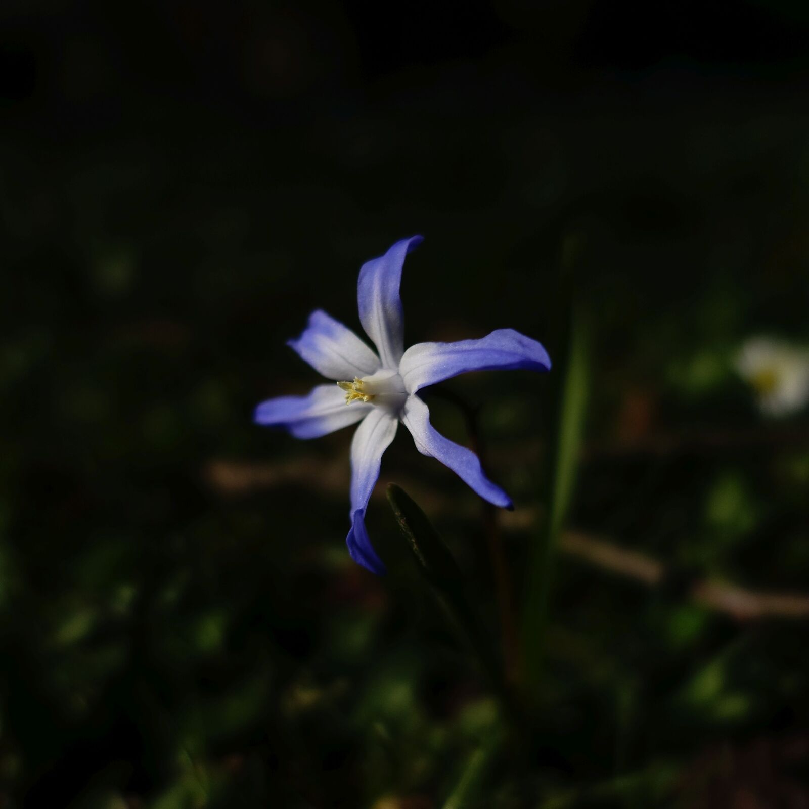 Sony Cyber-shot DSC-RX100 III sample photo. Blossom, bloom, blue photography
