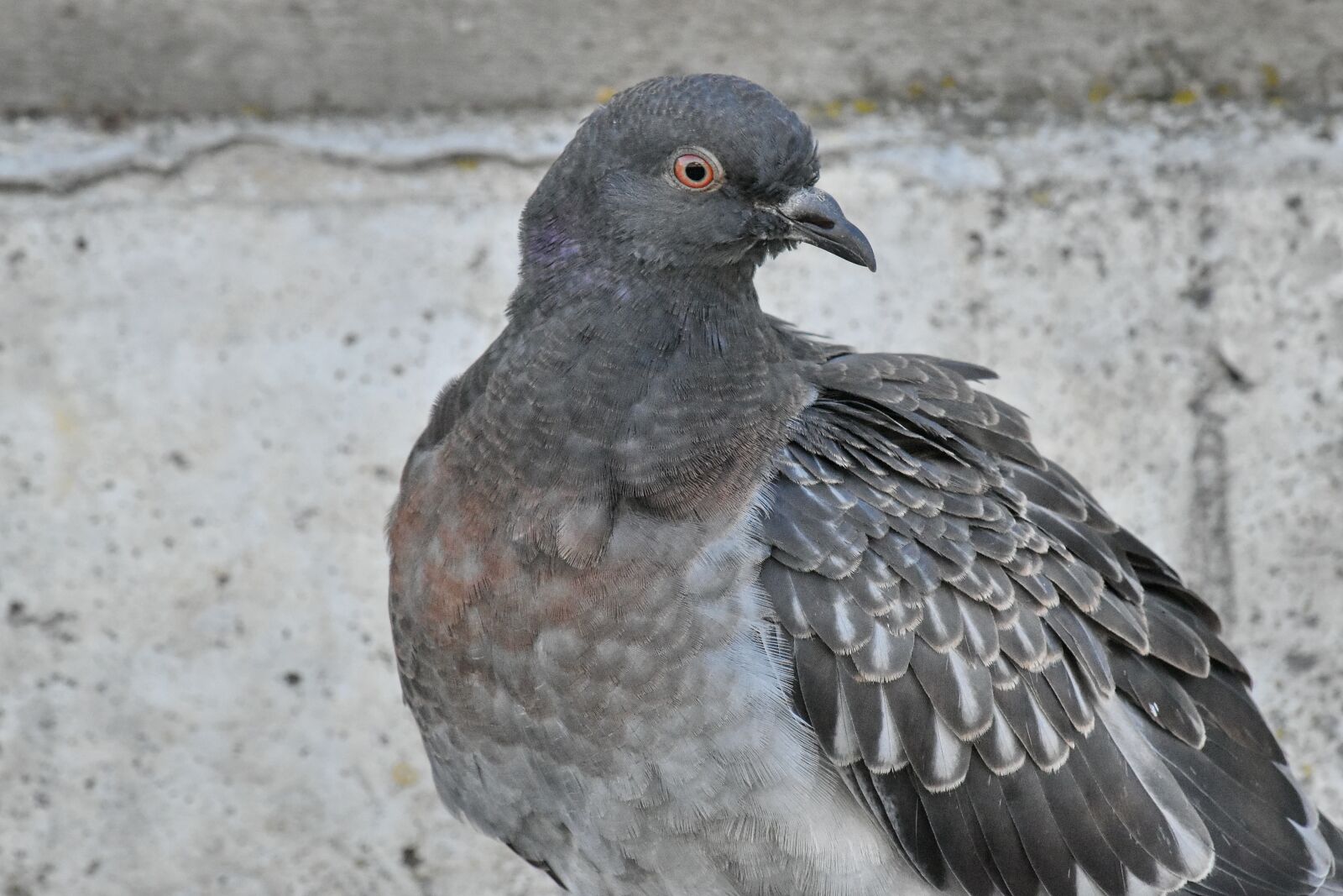 Nikon D5500 sample photo. Feather, grey, pigeon, wild photography