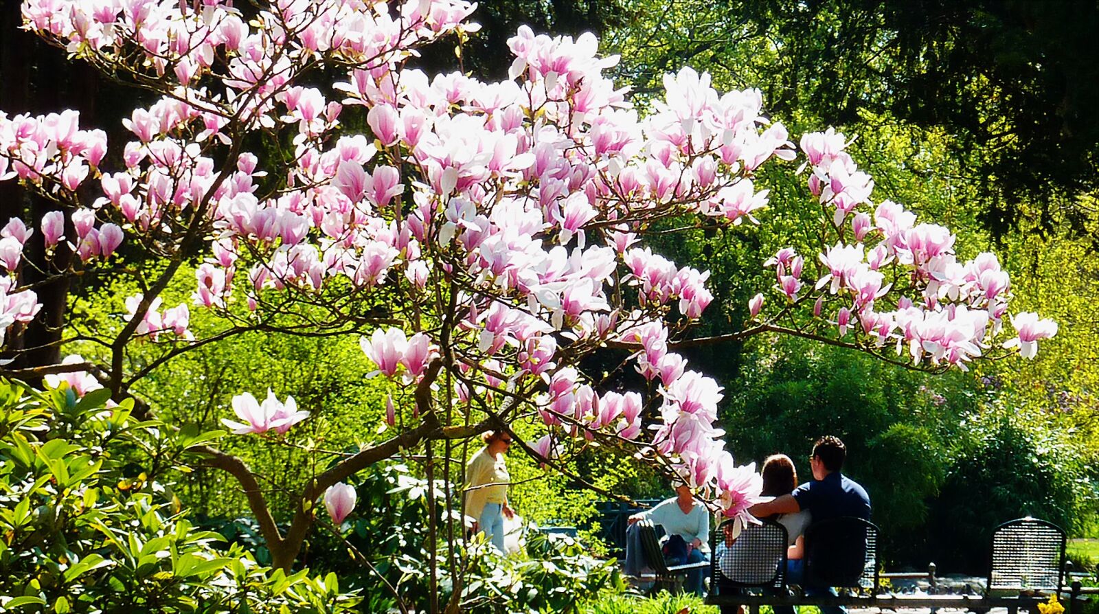 Panasonic DMC-TZ7 sample photo. Spring, magnolia, flowers photography