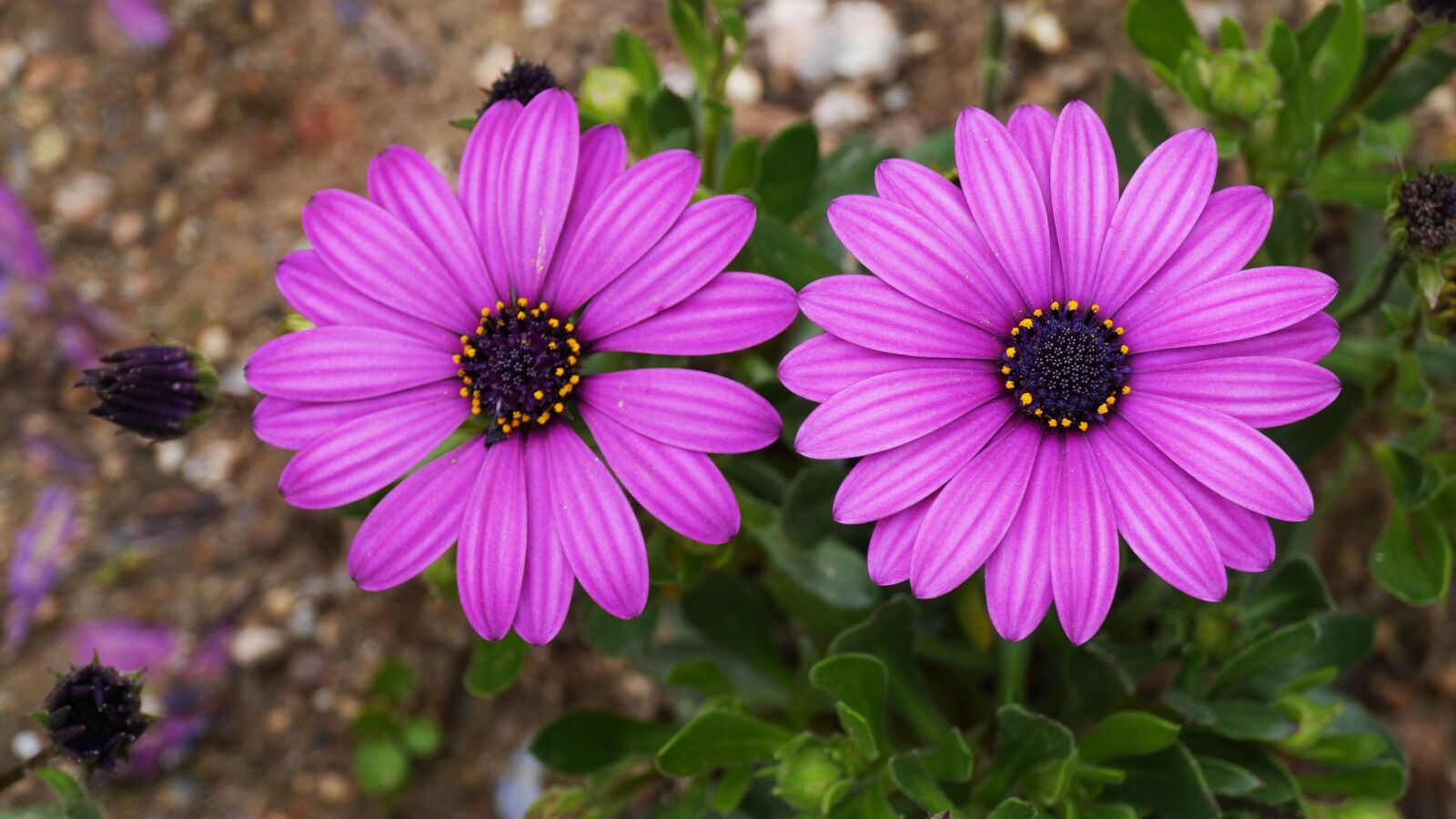 Panasonic Lumix DMC-GH3 sample photo. Nature, plants, flowers photography