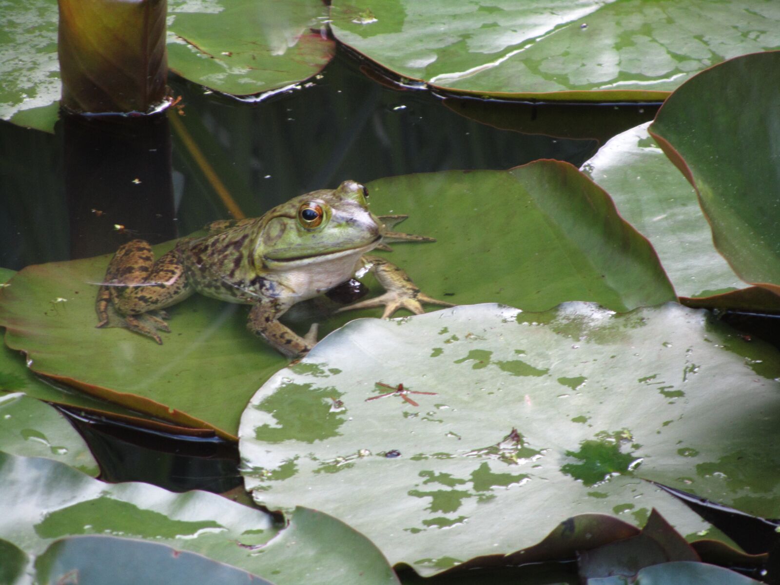Canon PowerShot SX210 IS sample photo. Frog, water, lily pad photography