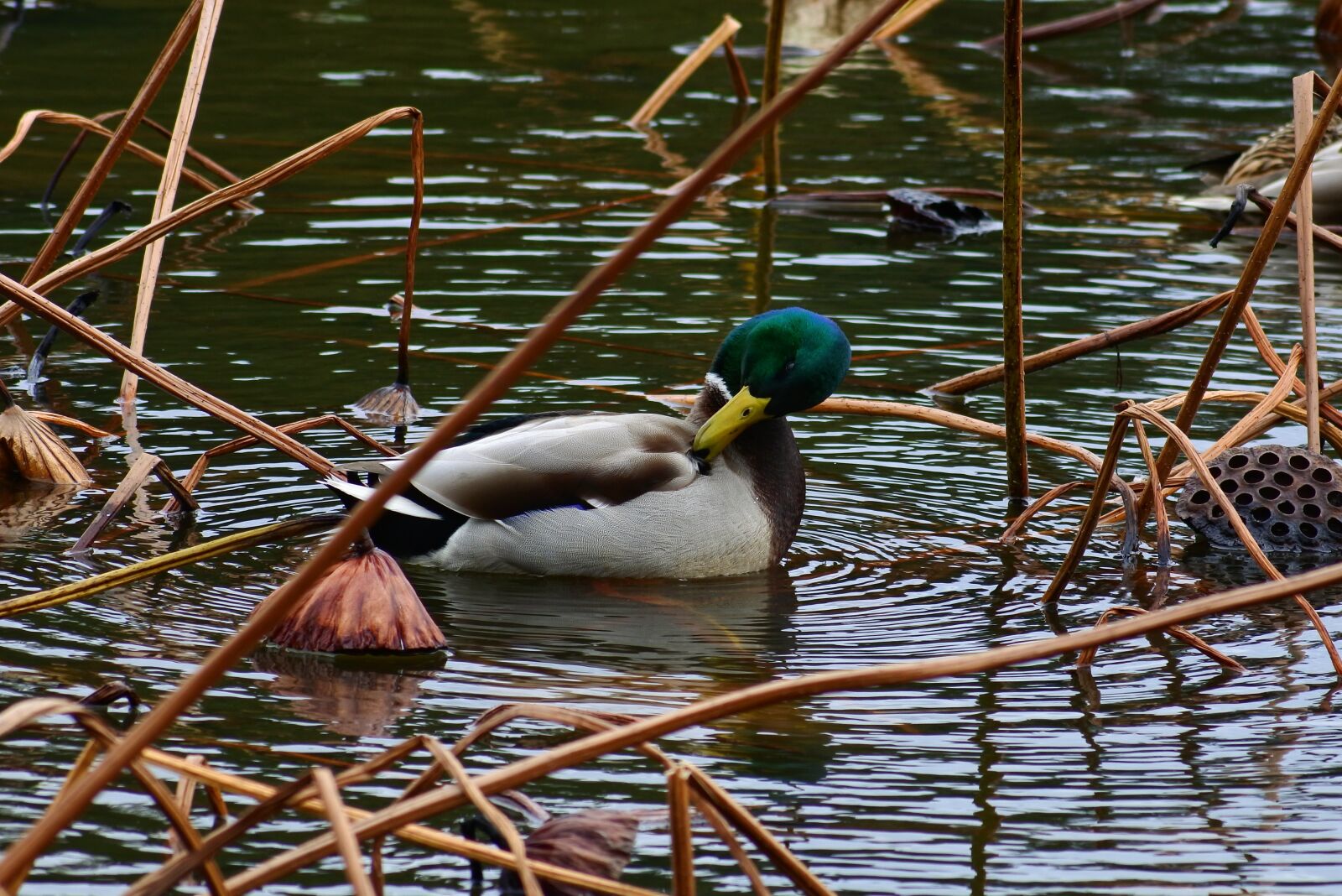 VR 70-300mm f/4.5-6.3G sample photo. Animal, pond, waterweed photography