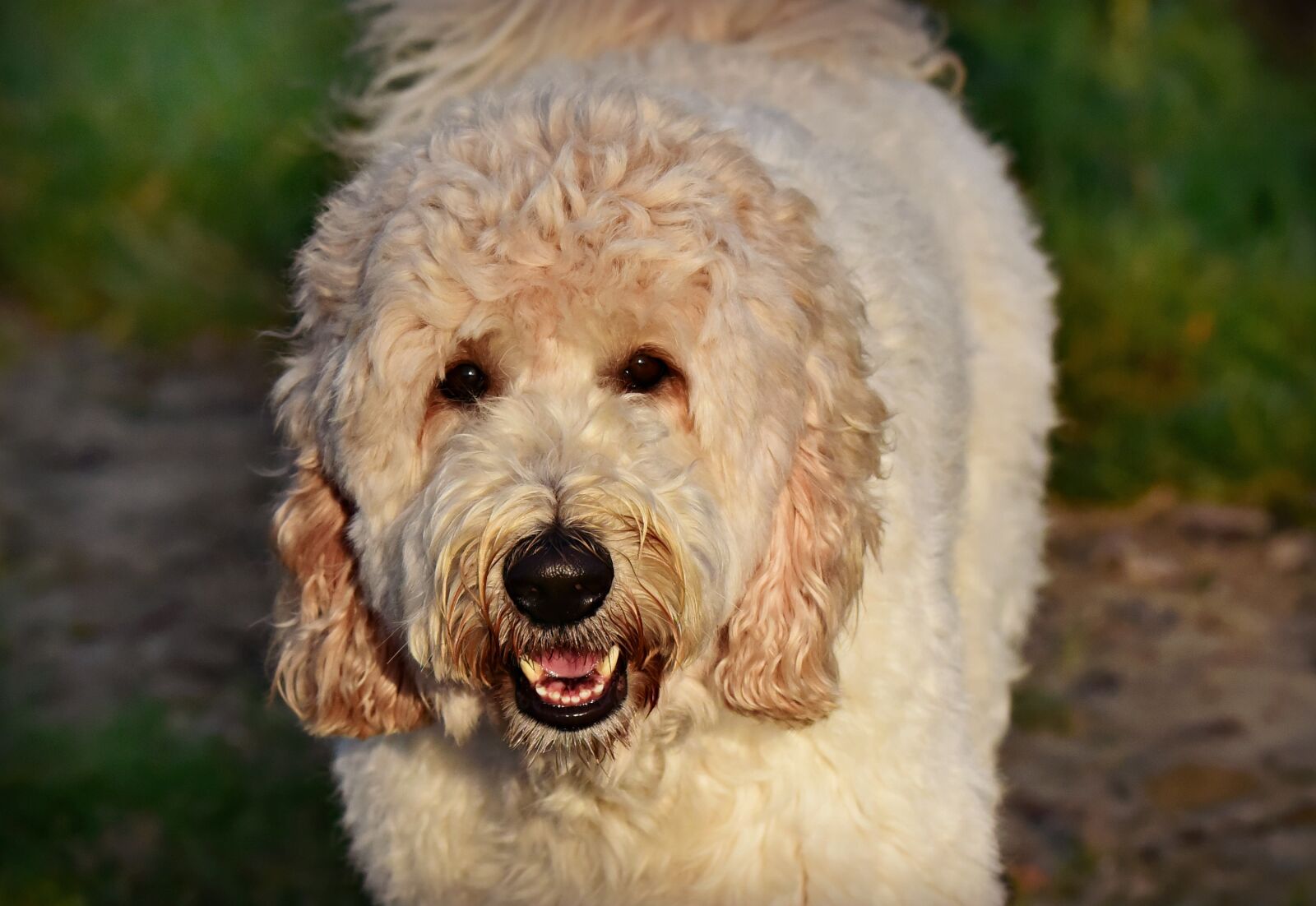 Nikon D750 sample photo. Dog, animal, mammal photography