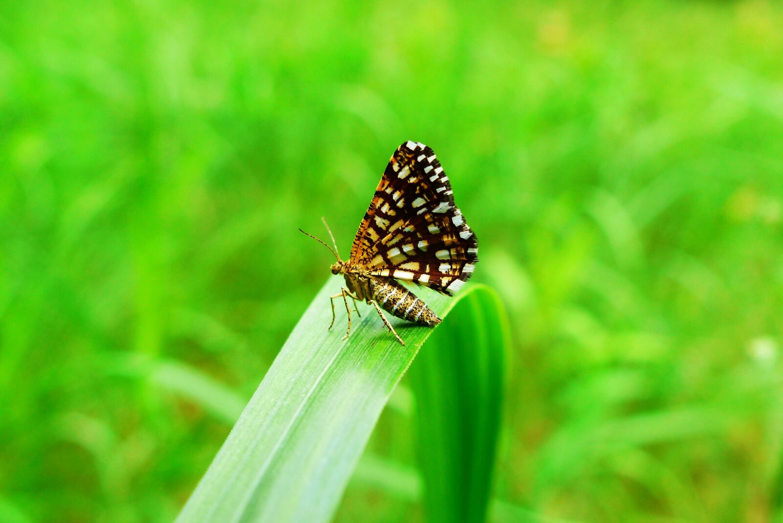 Panasonic Lumix DMC-FZ200 sample photo. Animals, invertebrates, insect photography