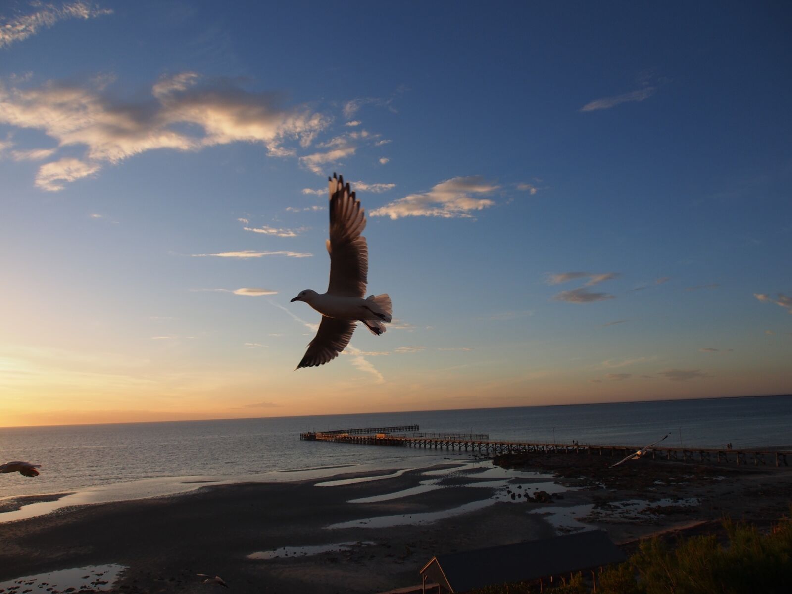 Olympus OM-D E-M5 sample photo. Seagull, flying, gull photography