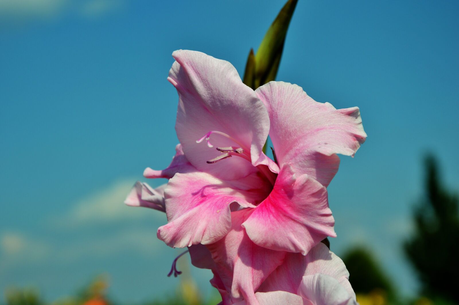 Nikon D3200 sample photo. Gladiolus, gladidus, butterfly greenhouse photography