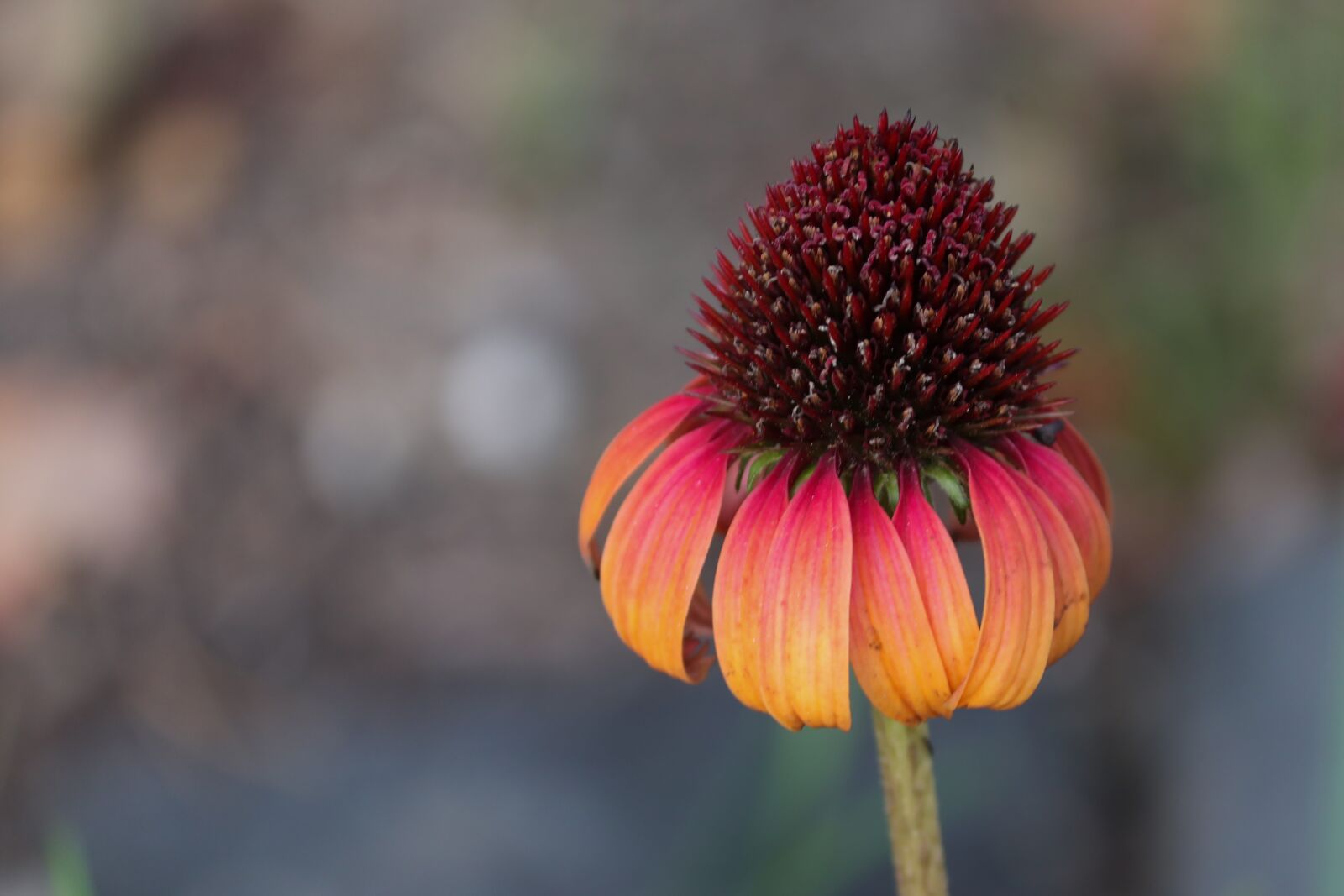 Canon EOS 200D (EOS Rebel SL2 / EOS Kiss X9) sample photo. Echinacea, coneflower, pallida photography