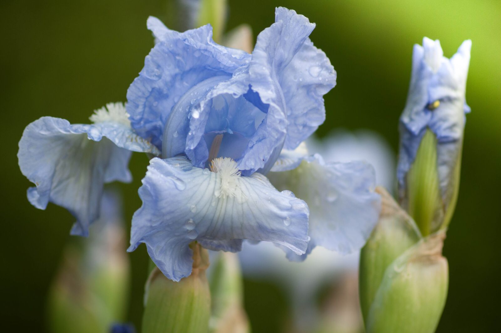 Nikon D90 sample photo. Iris, flowers, flower photography