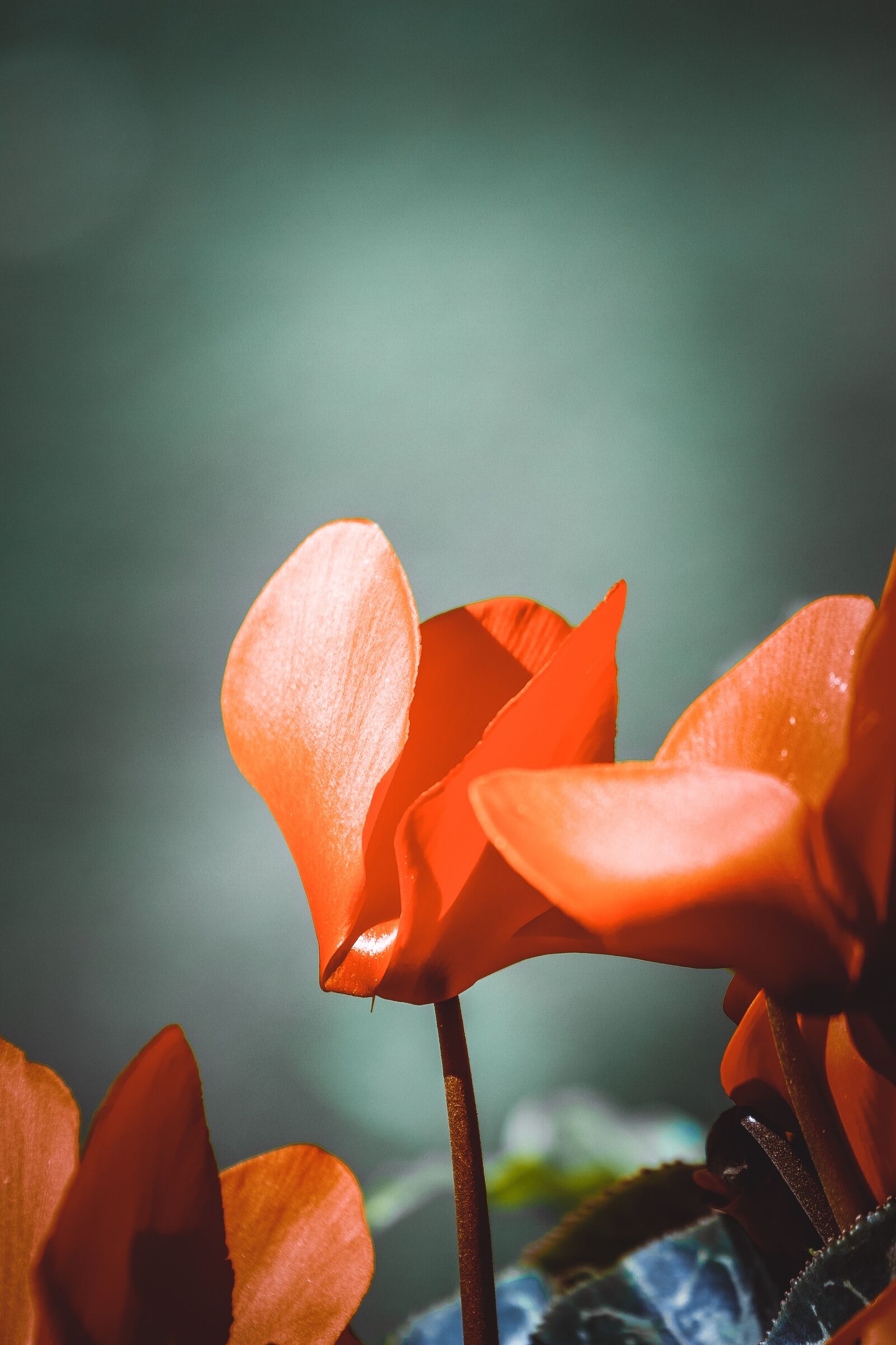 Canon EOS 7D + Canon EF 70-200mm F4L USM sample photo. Flower, plant, leaves photography