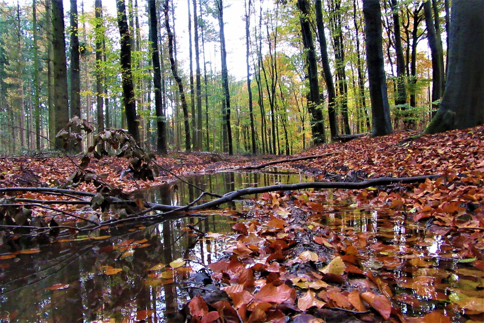 Canon PowerShot SX610 HS sample photo. Autumn, forest, leaves photography