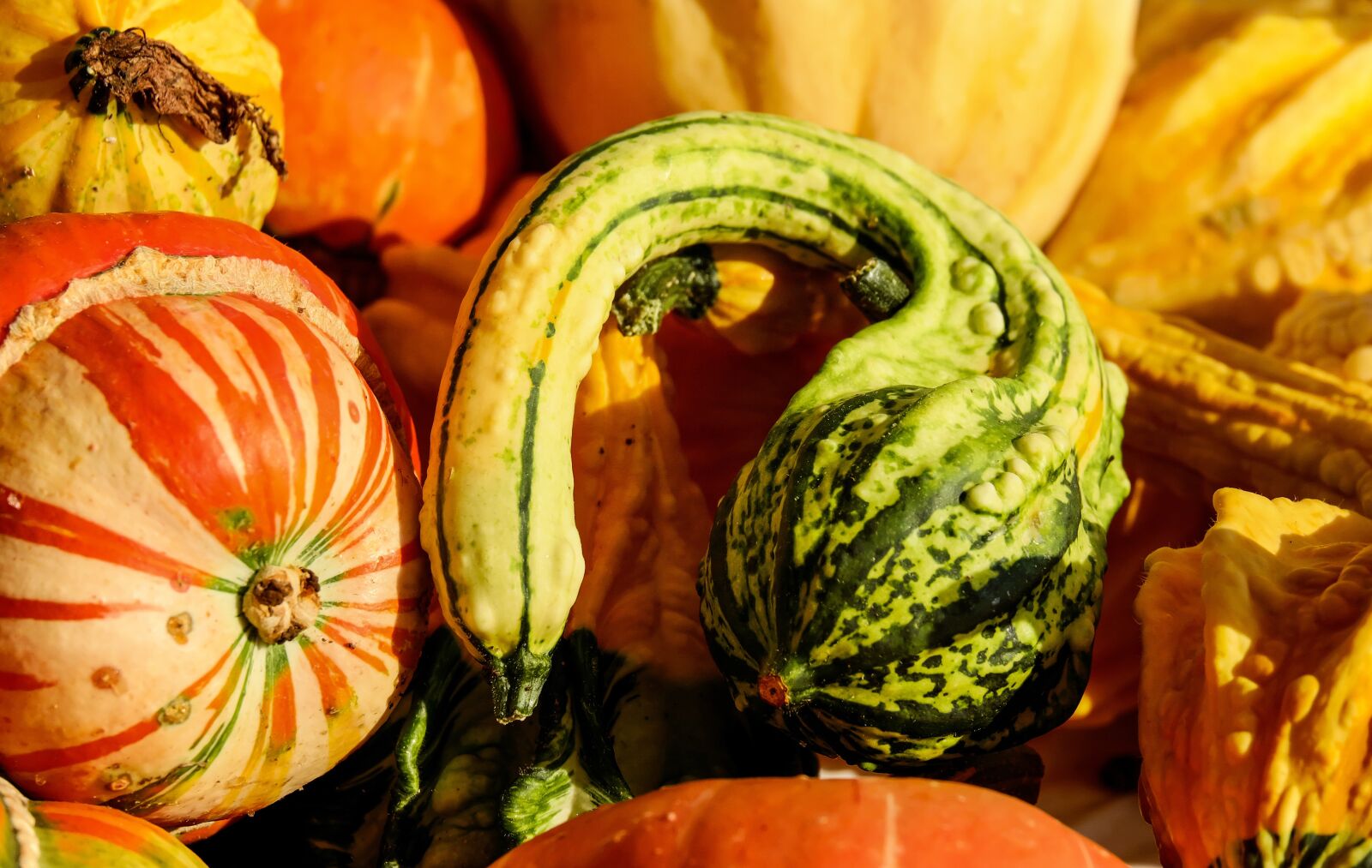 Fujifilm X-T10 + Fujifilm XC 50-230mm F4.5-6.7 OIS sample photo. Pumpkin, gourd, colorful photography