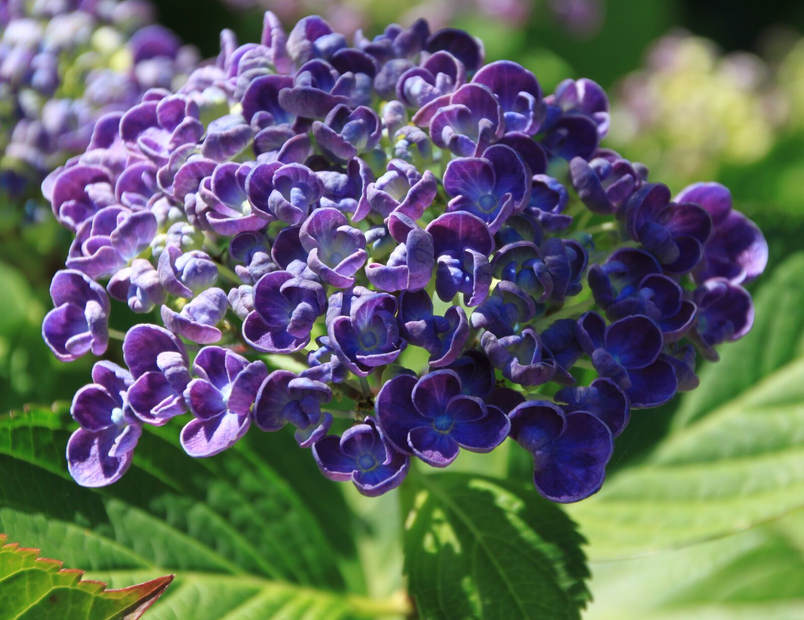 Canon EOS 500D (EOS Rebel T1i / EOS Kiss X3) sample photo. Flower, purple, purple flower photography