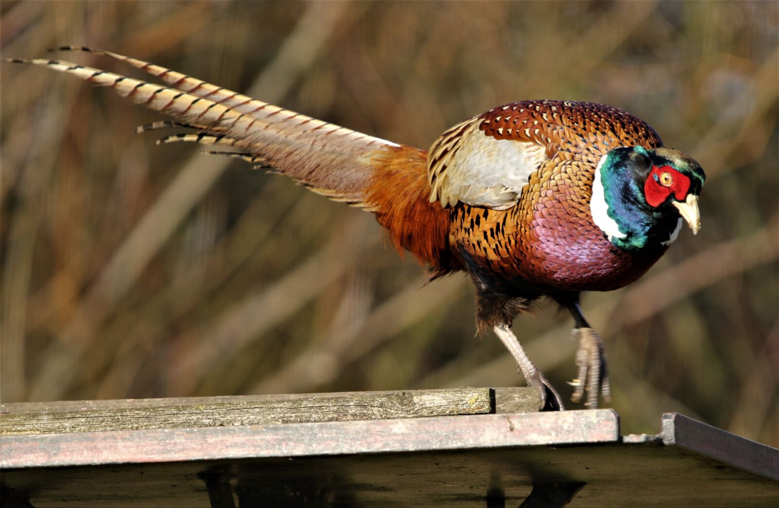 150-600mm F5-6.3 DG OS HSM | Contemporary 015 sample photo. Pheasant, bird, female photography