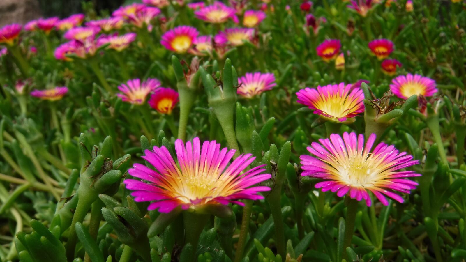 Fujifilm FinePix XP120 sample photo. Blumen, flowers, nature photography