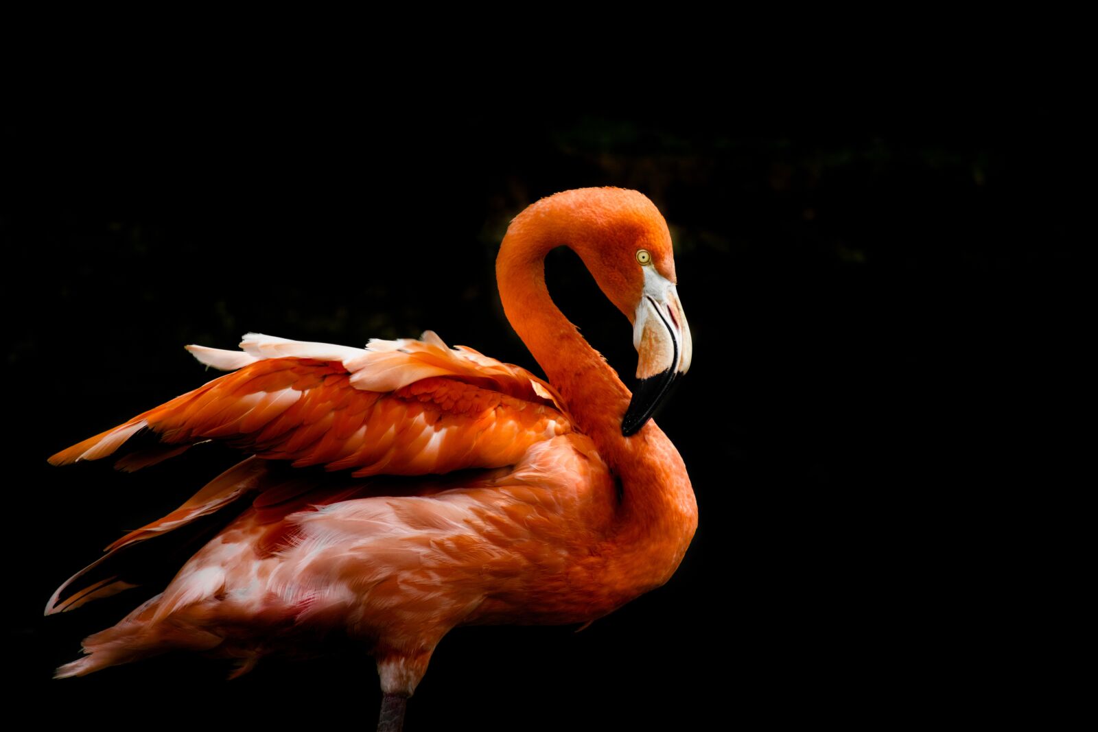 Nikon D5300 sample photo. Flamingo, bird, orange photography